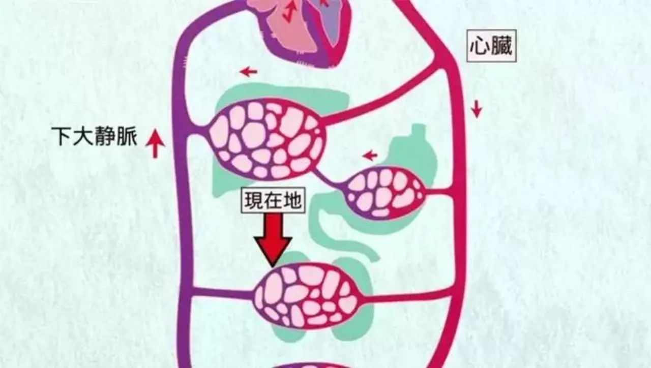 从免疫系统到循环系统，红白细胞密不可分的日常就是如此